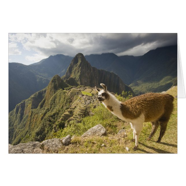 Lamor och utsikt över Machu Picchu, Hälsningskort (Framsidan Horizontal)