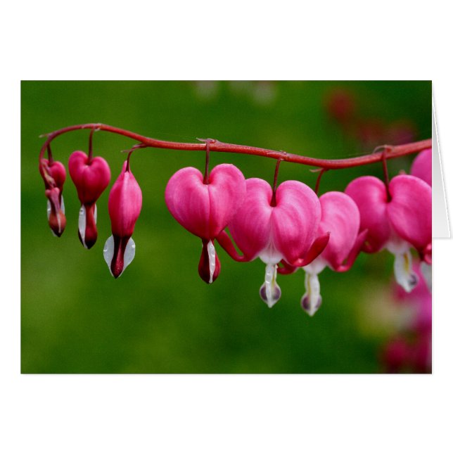 Lamprocapnos spectabilis hälsningskort (Framsidan Horizontal)
