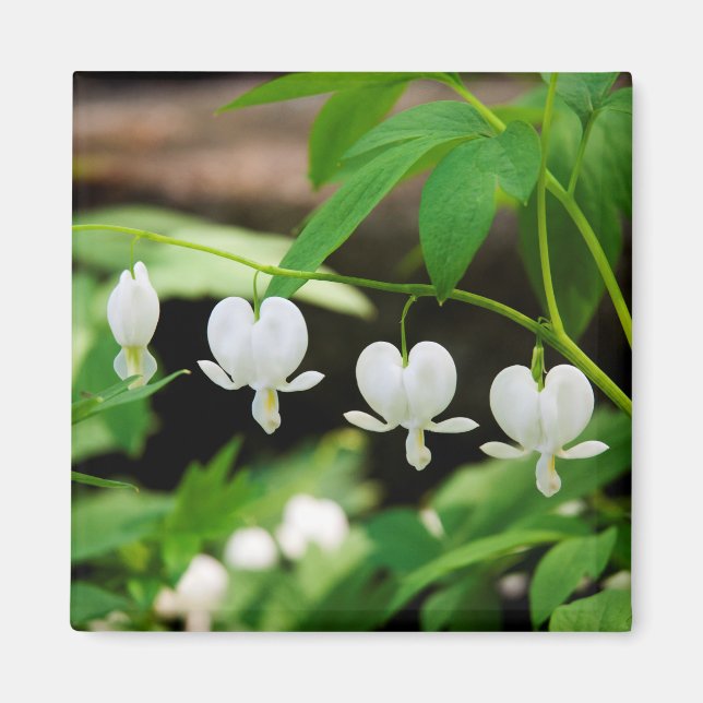 Lamprocapnos spectabilis magnet (Framsidan)