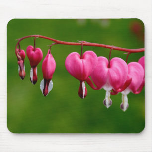 Lamprocapnos spectabilis musmatta