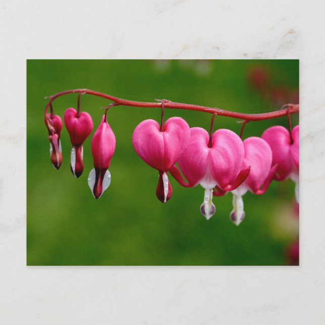 Lamprocapnos spectabilis vykort (Framsida)