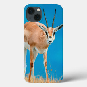 Lån porträtt för tacka för Gazelle (gazellaen