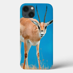 Lån porträtt för tacka för Gazelle (gazellaen