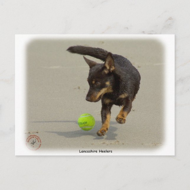 Lancashire Heeler 9R056D-248 Vykort (Framsida)