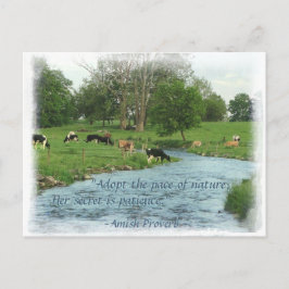 Lancaster Amish-vykort! Amish Proverb! COWS Vykort