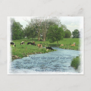 Lancaster Amish-vykort! Amish Proverb! COWS Vykort