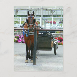 Lancaster Horse Vykort