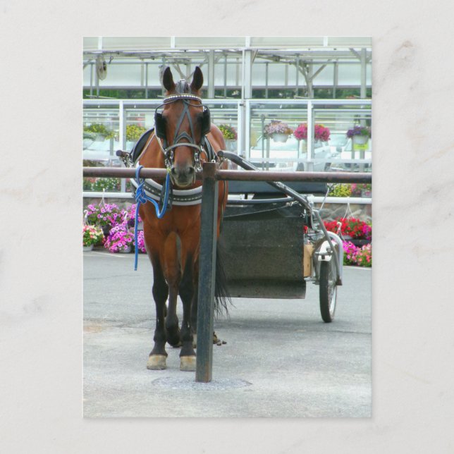 Lancaster Horse Vykort (Framsida)