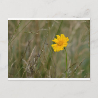Lanceleaf Coreopsis Vykort