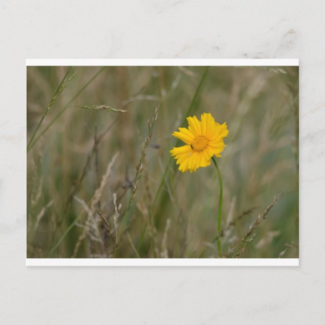 Lanceleaf Coreopsis Vykort (Framsida)