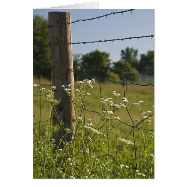 Land Barbed Wire Fence Post och Wildblommor OBS Kort (Framsidan)