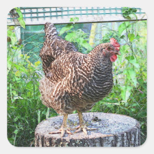 Land Chicken Stickers Fyrkantigt Klistermärke