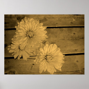 Land Daisy Poster
