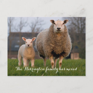 Land Farm Sheep Flytta Announgement Meddelande Vykort