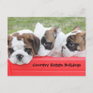 Land Gods Bulldog Puppy Wagon Vykort