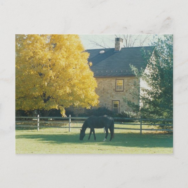 Land Horse - vykort (Framsida)