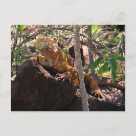Land Iguana, Nordsjöön Galapagos Vykort