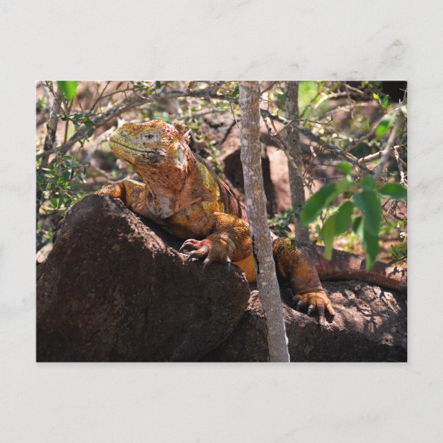 Land Iguana, Nordsjöön Galapagos Vykort (Framsida)