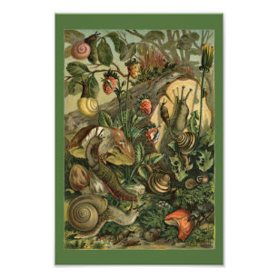 Land Molluscs Snigel Vintage 1904 Print Fototryck