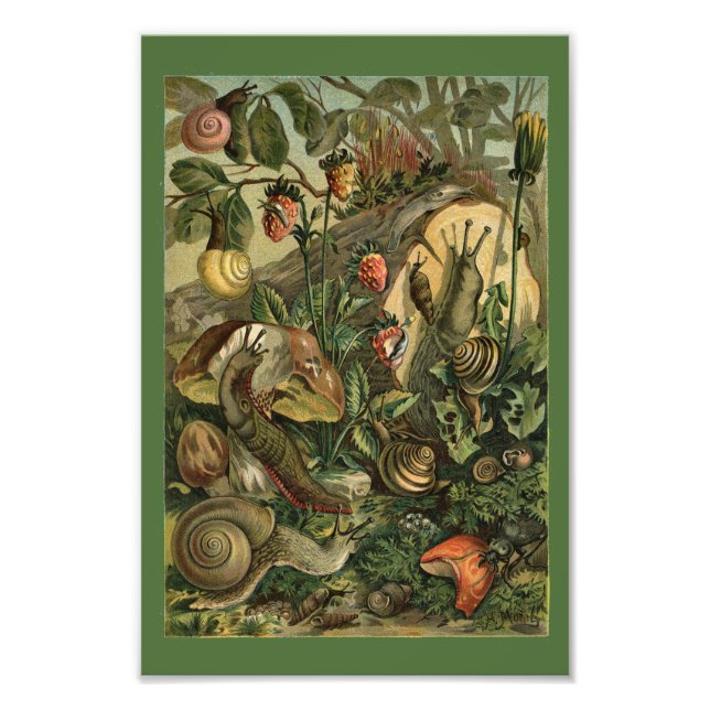 Land Molluscs Snigel Vintage 1904 Print Fototryck (Framsidan)