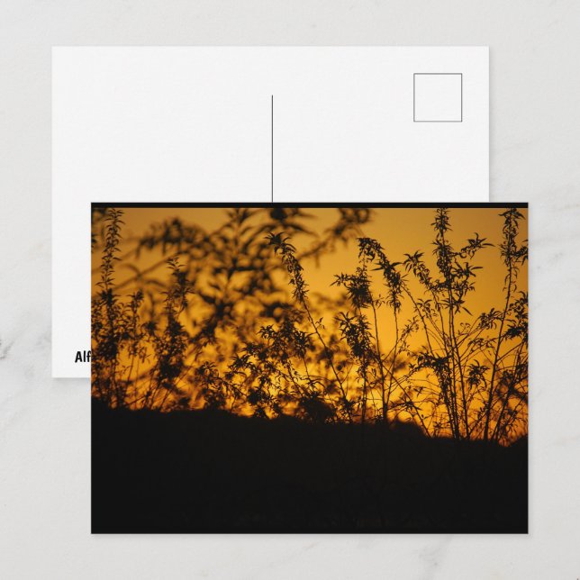 Land Orange Solnedgång Silhuett Vykort (Fram/baksida)