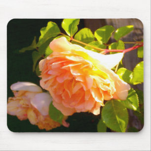 Land Peach Ro Musmatta