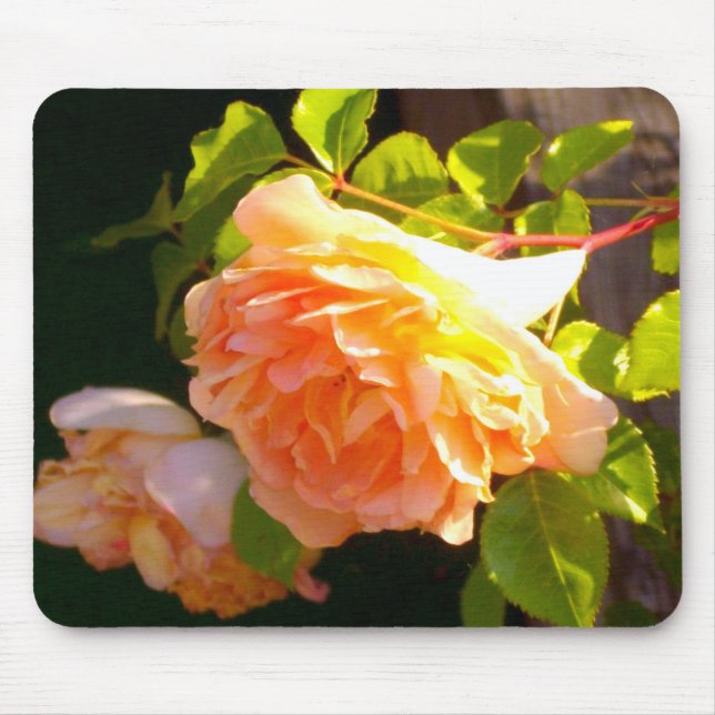 Land Peach Ro Musmatta (Framsidan)