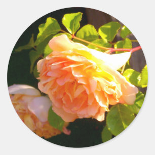 Land Peach Ro Runt Klistermärke