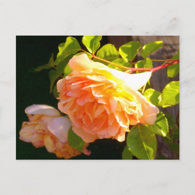 Land Peach Ro Vykort (Framsida)