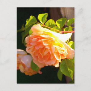 Land Peach Ro Vykort