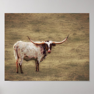 Land Rustic Fotography Highland Cow Poster