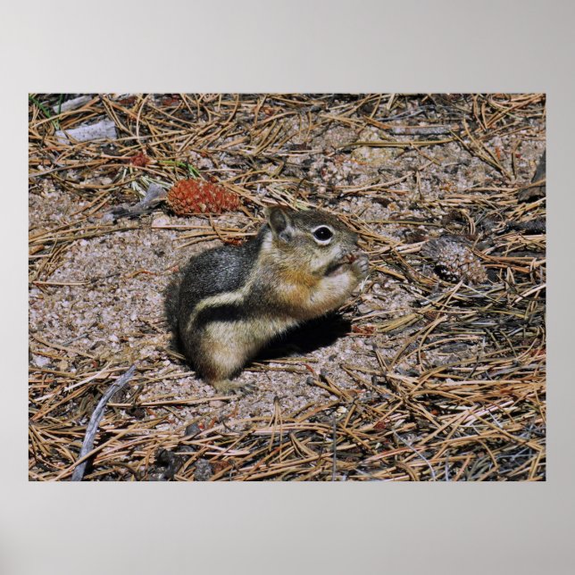 Land Squirrel Poster (Framsidan)