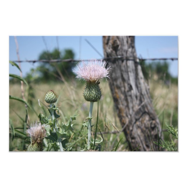 Land Thistle Fototryck (Framsidan)