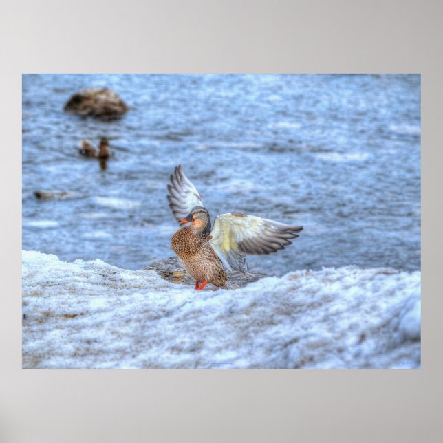 Landing Mallard Anka 3 Wildlife Photo Print Poster (Framsidan)