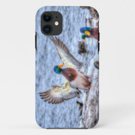 Landing Mallard Anka Drake 5 Wildlife Photo