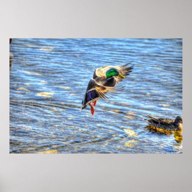 Landing Mallard Anka Drake II Wildlife Photo Print Poster (Framsidan)