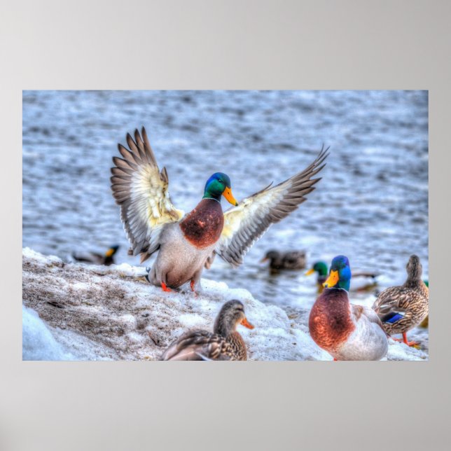Landing Mallard Anka Drake Wildlife Photo Print Poster (Framsidan)