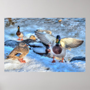 Landing Mallard Anka Drake Wildlife Photo Print Poster