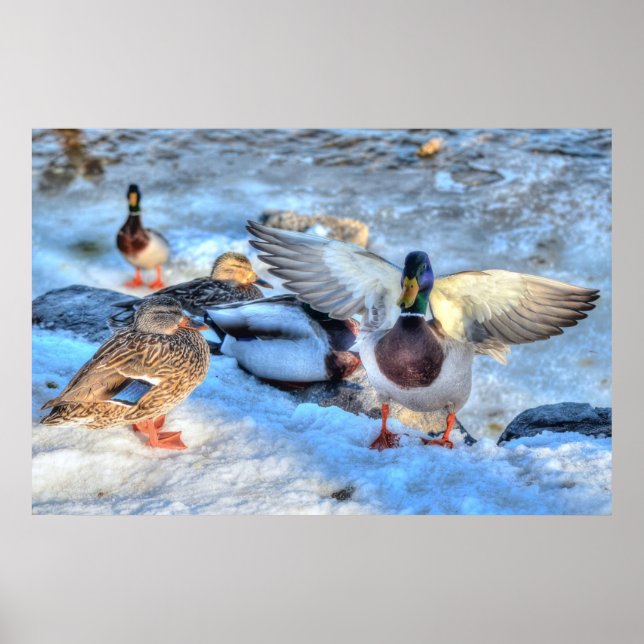 Landing Mallard Anka Drake Wildlife Photo Print Poster (Framsidan)