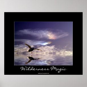 Landing Mallard Anka Wilderness Magic Photo Print Poster