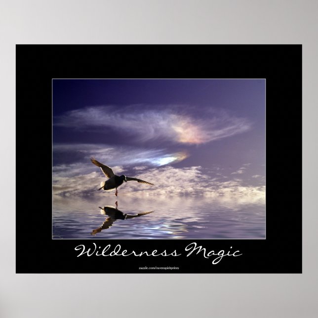 Landing Mallard Anka Wilderness Magic Photo Print Poster (Framsidan)