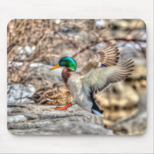 Landing Mallard Drake Wildlife Gift Musmatta