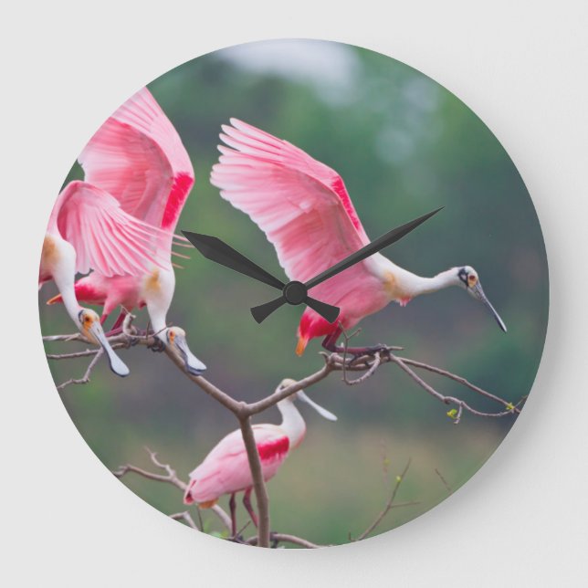 Landning av roseat Spoonbill (Ajaia Ajaja) Stor Klocka (Framsida)