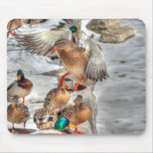 Landning Female Mallard Anka Birdlover Wildlife Musmatta