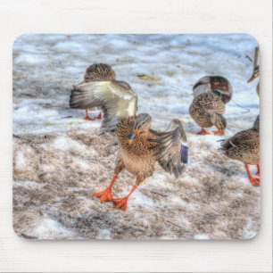 Landning Female Mallard Anka Birdlover Wildlife Musmatta