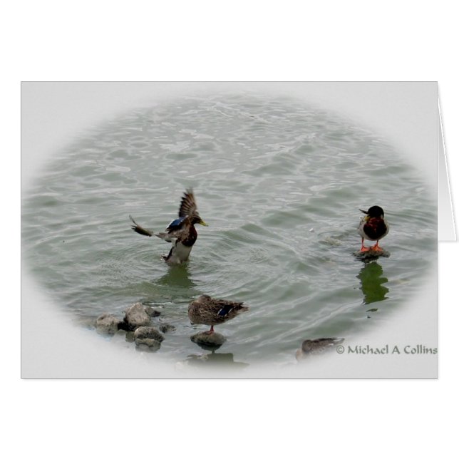 Landning Hälsningskort (Framsidan Horizontal)