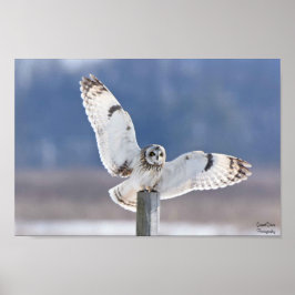 Landning i Kort-Eared Uggla Poster