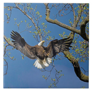Landningsinflygning kakelplatta