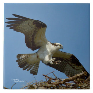 Landningsplattan för hawk, Osprey Kakelplatta