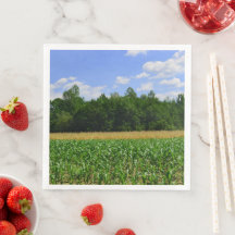 Landsbygdslandskapet maj & vete fält & blå himmel